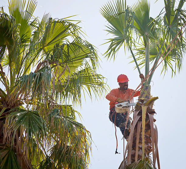 Best Best Tree Removal Services  in Homedale, ID